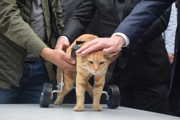 Kocaeli'deki merkezde felçli hayvanlar için protez yürüteç üretilecek