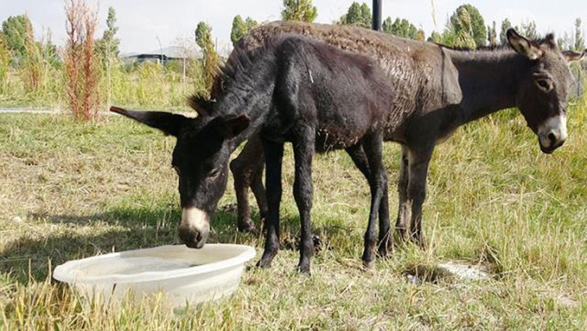 Bu da eşek görünümlü at! Türkiye'nin nadir bilinen melez hayvanı Bardo,  bilgi yarışmalarının gözde sorusu oldu - Dailymotion Video