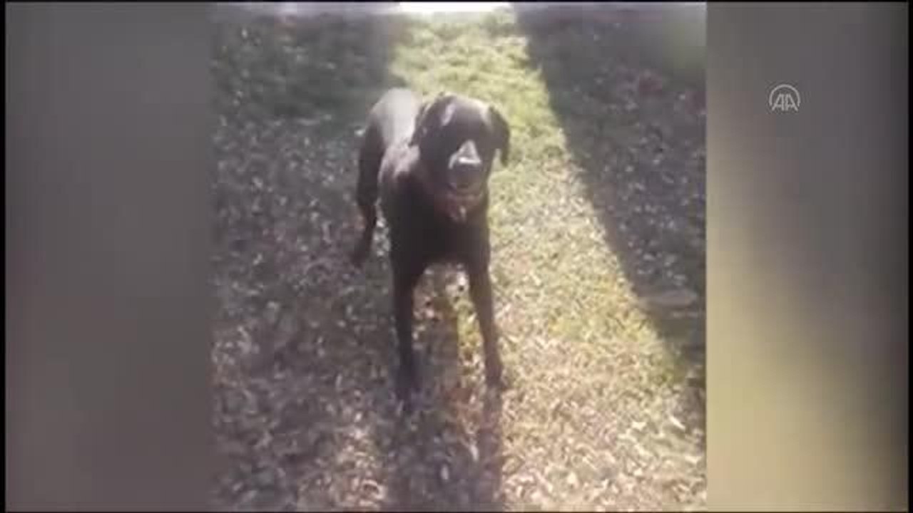 MSB, Dünya Hayvanları Koruma Günü'nde patlayıcı arama köpeği "Maske"yi tanıttı