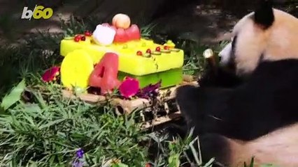 These Pandas Had Their Own Birthday Party