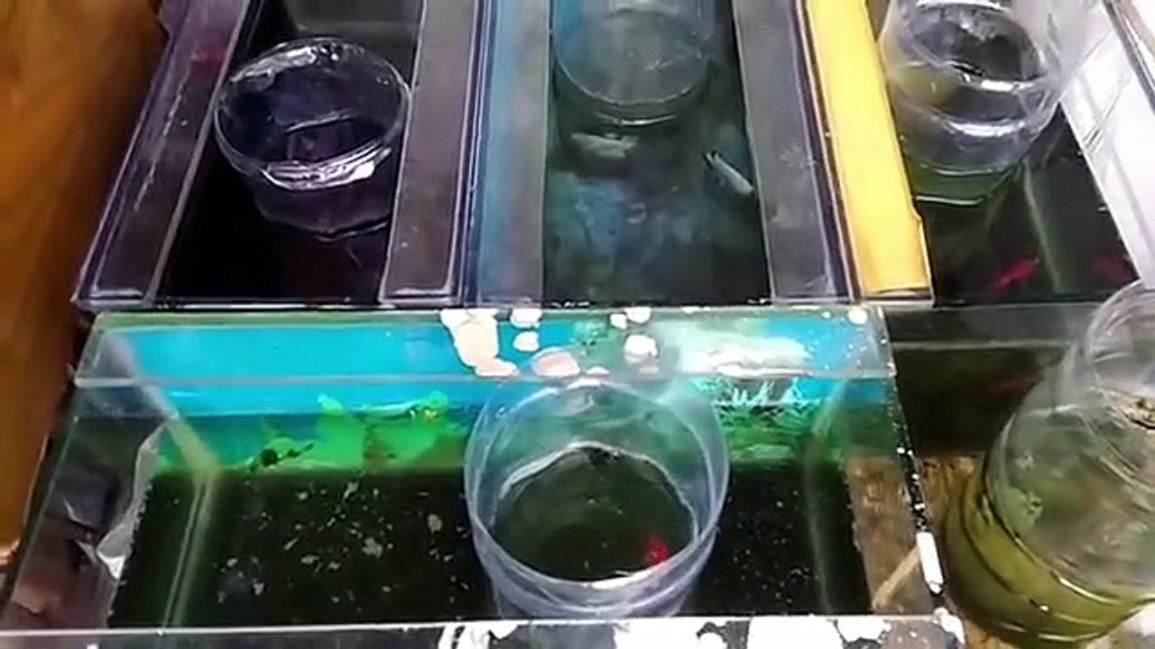 TERNAK IKAN CUPANG MINIMAL 5 PASANG, BAG 1
