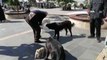 Giresun'da sokak hayvanlarını koruma etkinliği düzenlendi