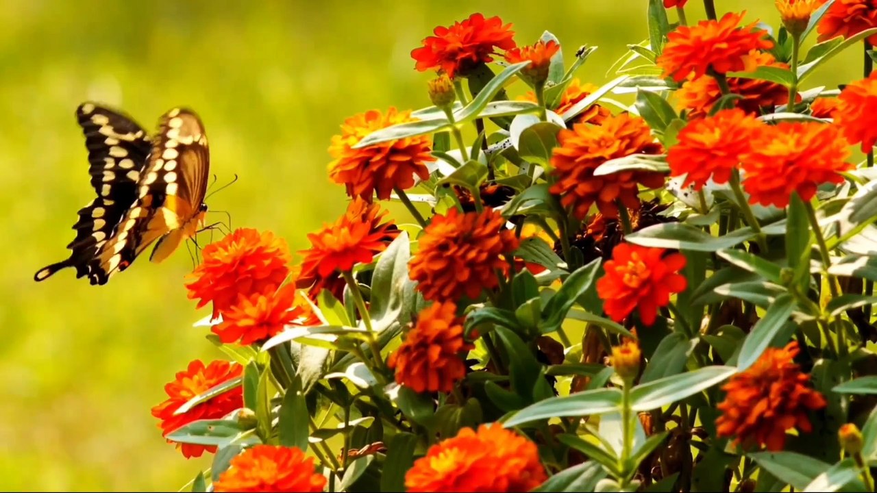 Best Relaxing Music - Beauty of the Butterflies