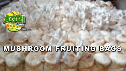 Mushroom Fruiting Bags