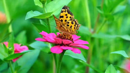 Best Relaxing Music and the beautiful Butterflies