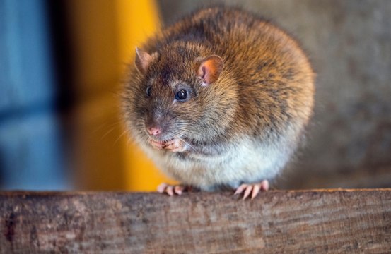 Pest controllers to use facial recognition technology to catch rats