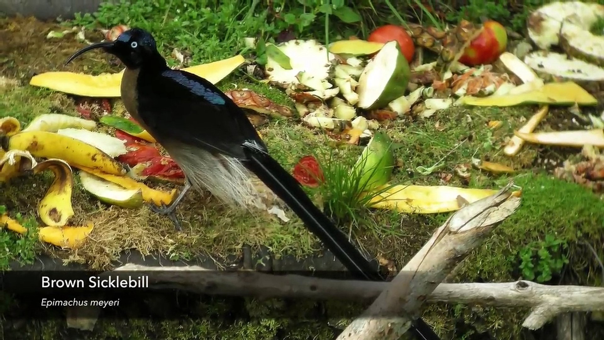 ⁣The Weirdest Bird Sounds