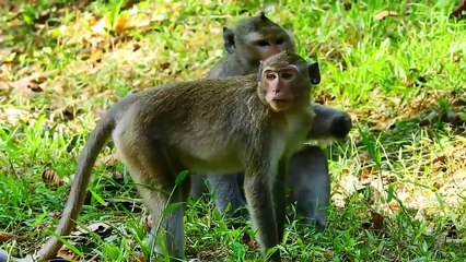 #Hewan kawin,Monyet Kawin,Babon kawin,