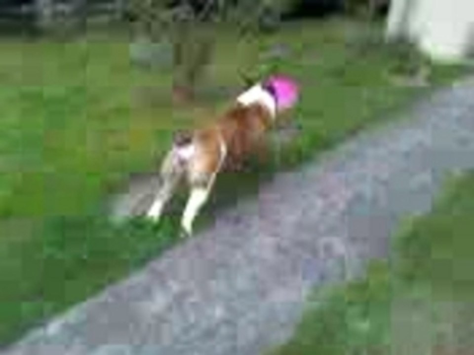 Mona le Bouledogue joue au Freezbi