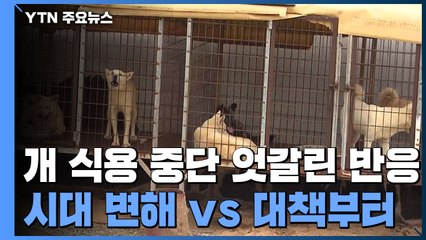 '개 식용 중단 검토' 엇갈린 반응..."환영" vs "대책 필요" / YTN