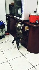 Kucing hitam || kucing lucu