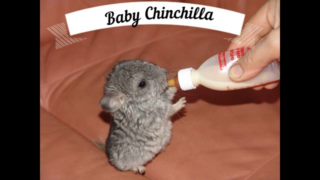 Cute Baby Animals That Will Make You Go ‘Aww’ #zooanimals #animalsforkids #animalplanet