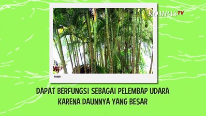 Atasi Udara Panas di Ruangan dengan 4 Tanaman Hias Ini