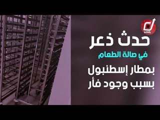 مطار إسطنبول.. معقل الفئران