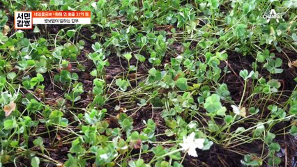 네잎클로버를 소독한다고? 밤낮없이 네잎클로버를 관리하는 갑부!