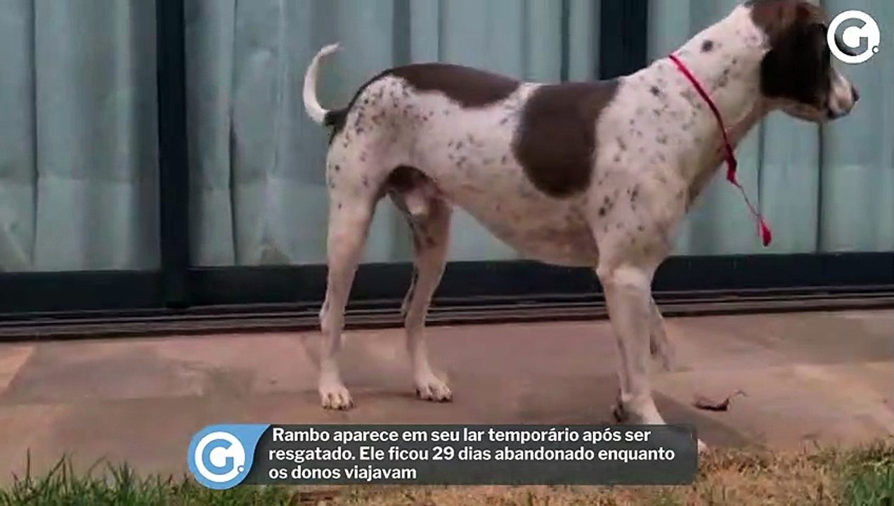 Rambo aparece em seu lar temporário após ser resgatado. Ele ficou 29 dias abandonado enquanto os donos viajavam