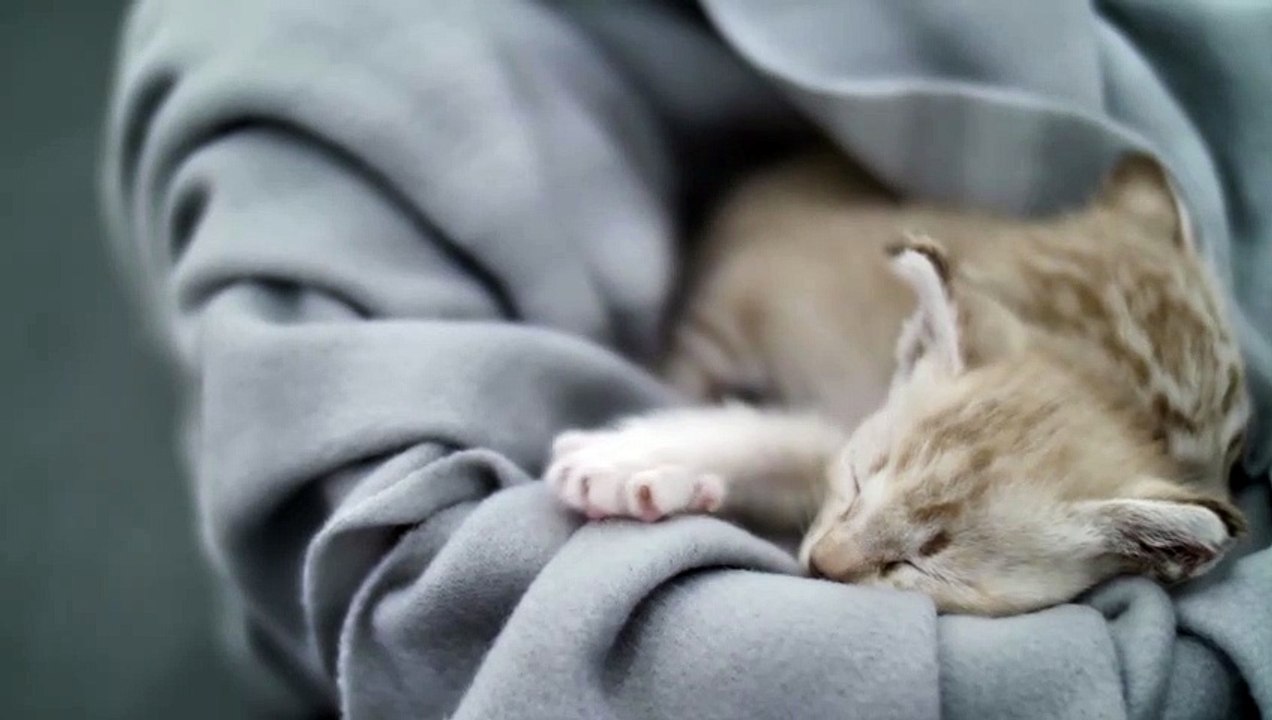 Cat Funny part#2