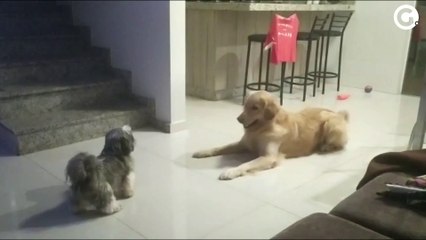 O cão Spike (o maior) brinca no lar temporário até conseguir uma adoção responsável