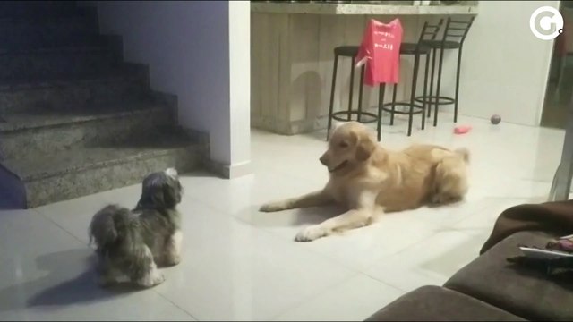 O cão Spike (o maior) brinca no lar temporário até conseguir uma adoção responsável