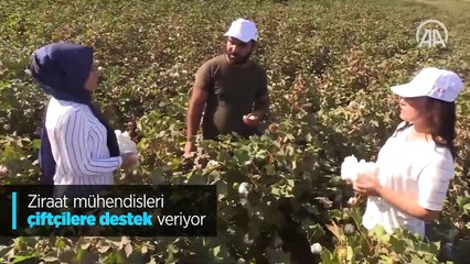 Ziraat mühendisleri sahaya indi GAP'ta pamuk üretim maliyetleri azaldı