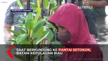Hujan-Hujanan, Jokowi Tetap Nyemplung ke Laut Tanam Bakau Bersama Warga