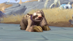 World of Warcraft charity pet Daisy the Sloth is available for free