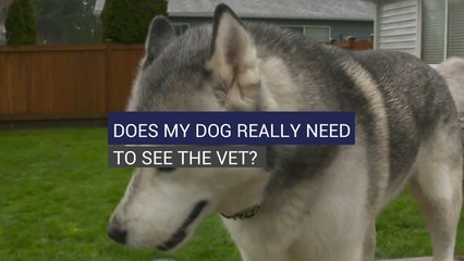 Does My Dog Really Need To See The Vet?