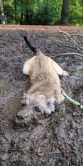 Muddy Puppy Thinks He's a Pig