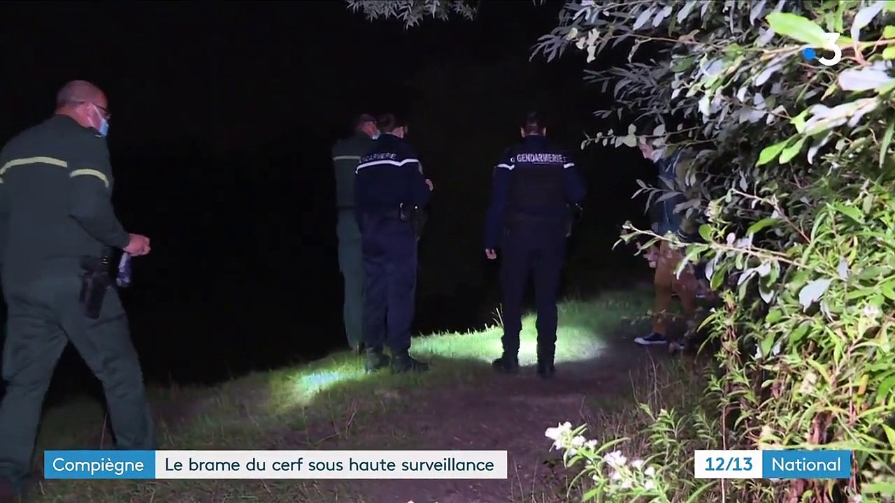 Compiègne : en pleine saison des amours, le brame du cerf sous haute surveillance