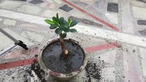 Repotting Ficus Microcarpa to Convert It Into A Bonsai
