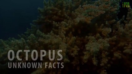 Octopus l Octopus Facts l Unknown Facts l I Memory