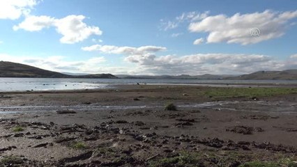 Kuraklık Çıldır Gölü'nün su seviyesini düşürdü