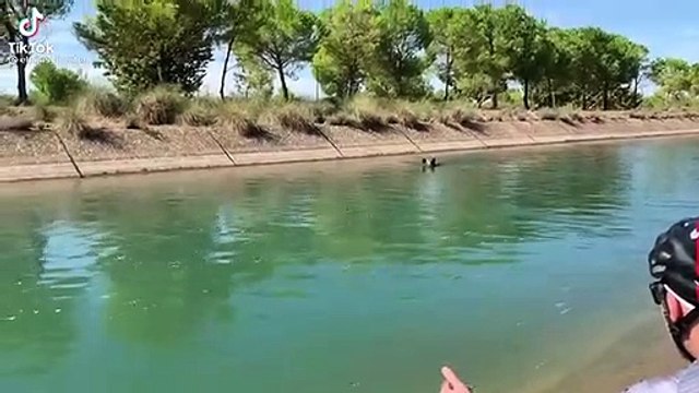 Un cochon sauvage reste sauvage, même quand on le sauve