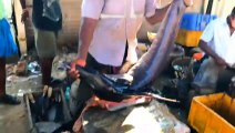 Amazing 30 kg sword fish(panni kola)_Rs.4500-$60.96_Express speed slice_kasimedu Selvam ( 480 X 854 )