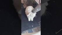 Dust Bunny Gets Vacuumed