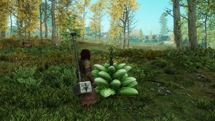 ¿Dónde puedo encontrar boletus en New World?