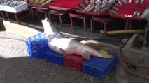 Elazığ'da sezonun ilk dev balığı yakalandı