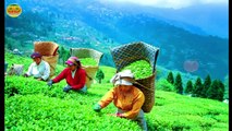 Darjeeling Tour Guide #Darjeeling Budget Trip { दार्जिलिंग } #Darjeeling Tourist Places ~ How to