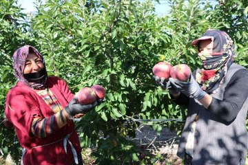 NİĞDE'DE ELMA HASADI