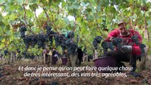 Vendanges: une production en baisse après une météo compliquée