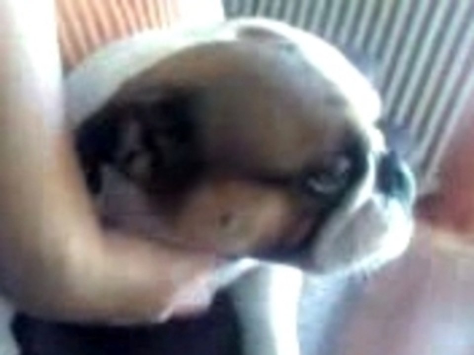 Mona le Bouledogue anglais fait des calins