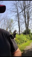 Wild Woodpecker Lands on Man and Comes When Called