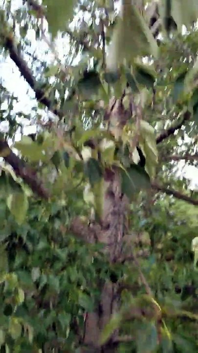 Black Bear Climbs Tree to Protect Her Cubs
