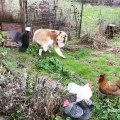 Bird Sneaks up on Dog Who Chases Them Away