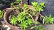 How to care plants into a pot, kitchen gardening with izhar ahmed