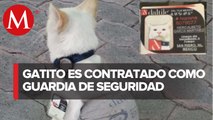 ¡Tiene su gafete! Empresa 'contrata' a gato sin hogar como vigilante