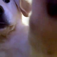 Leo the Golden Puppy Plays with Phone