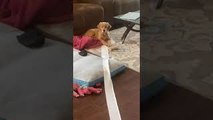 Toilet Paper Puppy Pulls Roll Across House