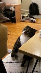 This one cat is always looking for fuss and attention