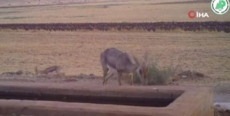 Yaban hayatının renkli kareleri fotokapanlara yansıdı
